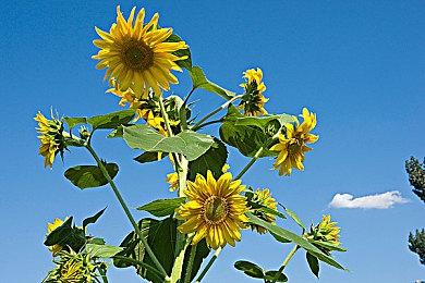 2.5D科幻复古《REPLACED》宣布跳票 2023年发售